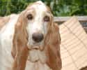 Basset Hound on Random Best Dog Breeds for Families