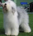 Old English Sheepdog on Random Best Dogs for Allergies