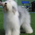 Old English Sheepdog on Random Best Dogs for Allergies
