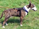 Bull Terrier on Random Best Dog Breeds for Families