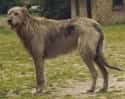 Irish Wolfhound on Random Best Dog Breeds for Families