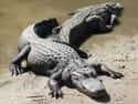 Alligator on Random Predators You Can Own As A Pet