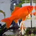 Goldfish on Random Best Pets for Kids