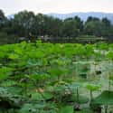 Beijing Botanical Garden on Random Top Must-See Attractions in Beijing