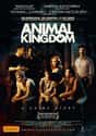 Animal Kingdom on Random Best Foreign Thriller Movies