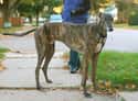 Greyhound on Random Very Best Dog Breeds