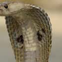 Cobra on Random Predators You Can Own As A Pet
