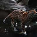 Jaguar on Random Predators You Can Own As A Pet