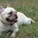 French Bulldog on Random Very Best Dog Breeds