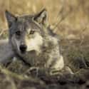 Gray Wolf on Random Coolest Animals That Live In Tundra