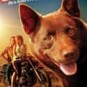 Red Dog on Random Best Movies Set in Australia