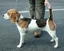 Beagle on Random Best Dog Breeds for Families