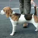 Beagle on Random Best Dog Breeds for Families