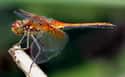 Dragonfly on Random Animals With Shortest Life Expectancy