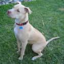 American Pit Bull Terrier on Random Best Dog Breeds for Families