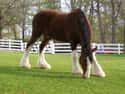 Budweiser Clydesdales on Random Most Memorable Advertising Mascots