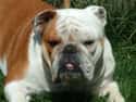 Bulldog on Random Best Dog Breeds for Families