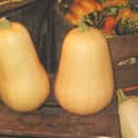 Butternut squash on Random Most Delicious Thanksgiving Side Dishes