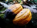 Cacao on Random Healthiest Superfoods