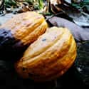 Cacao on Random Healthiest Superfoods