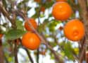 Calamondin on Random Very Best Citrus Fruits