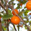 Calamondin on Random Very Best Citrus Fruits