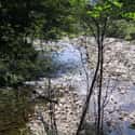 Willowemoc Creek on Random Best U.S. Rivers for Fly Fishing