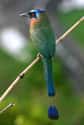 Motmot on Random Funniest Bird Names to Say Out Loud