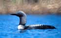 Loon on Random Funniest Bird Names to Say Out Loud