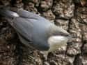 Pygmy Nuthatch on Random Funniest Bird Names to Say Out Loud