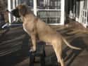 English Mastiff on Random Best Apartment Dogs