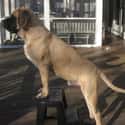 English Mastiff on Random Best Apartment Dogs