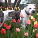 American Staffordshire Terrier on Random Best Dog Breeds for Families