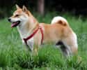Shiba Inu on Random Very Best Dog Breeds