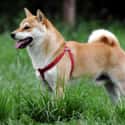 Shiba Inu on Random Very Best Dog Breeds