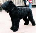 Black Russian Terrier on Random Very Best Dog Breeds