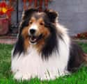 Shetland Sheepdog on Random Best Dog Breeds for Families