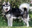 Alaskan Klee Kai on Random Very Best Dog Breeds