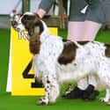 English Springer Spaniel on Random Best Dog Breeds for Families