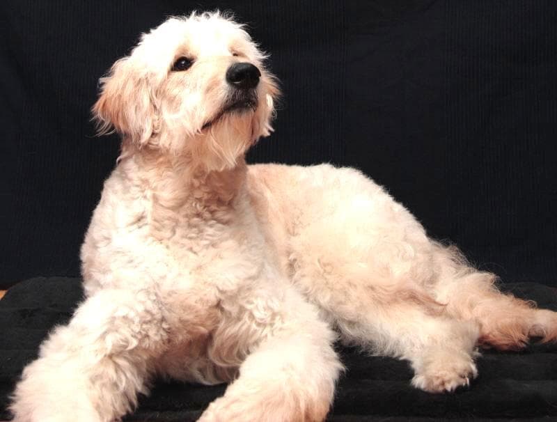 Goldendoodle Rankings &amp; Opinions