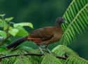Chachalaca on Random Funniest Bird Names to Say Out Loud