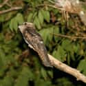 Potoo on Random Funniest Bird Names to Say Out Loud