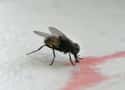 Housefly on Random Animals With Shortest Life Expectancy