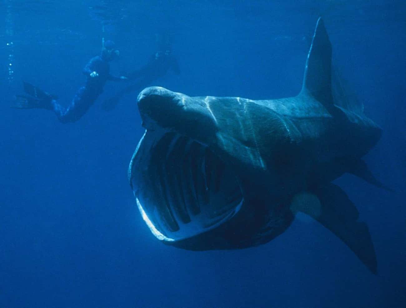 Basking Shark - 1,095 Days (36 Months)