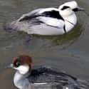 Smew on Random Funniest Bird Names to Say Out Loud
