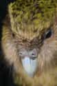 Kakapo on Random Funniest Bird Names to Say Out Loud