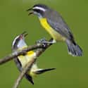 Bananaquit on Random Funniest Bird Names to Say Out Loud