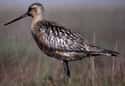 Godwit on Random Funniest Bird Names to Say Out Loud