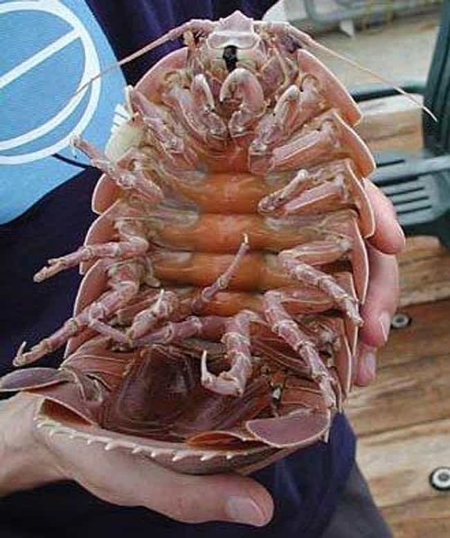 This Giant Isopod Is The Stuff Of Nightmares