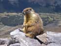 Marmot on Random Coolest Animals That Live In Tundra